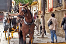 Seville (Cadiz) Jerez de la Frontera cruise excursion